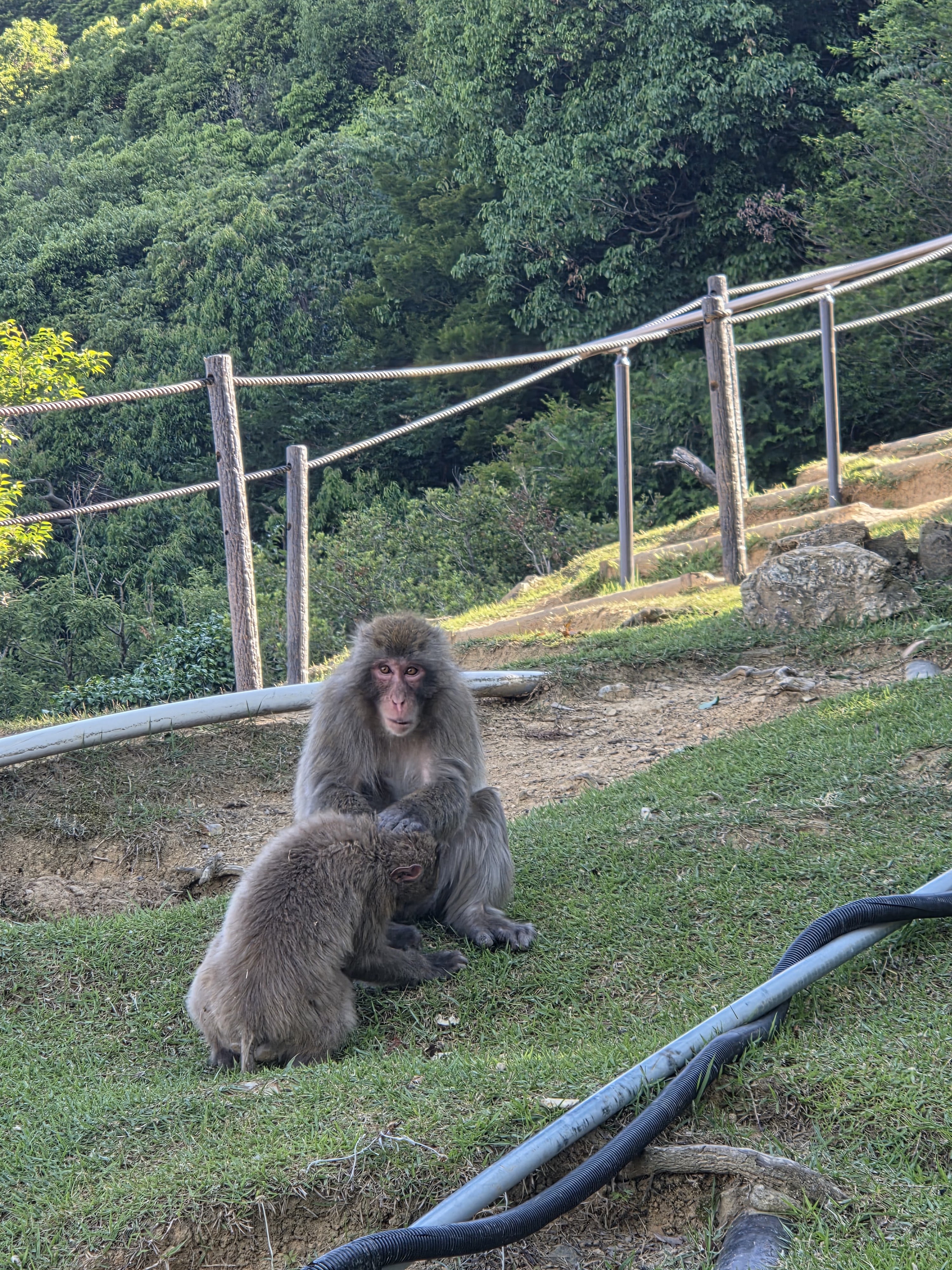 A monkey at Arashiyama Monkey Park